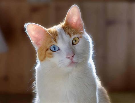 cats with odd eyes|Odd.